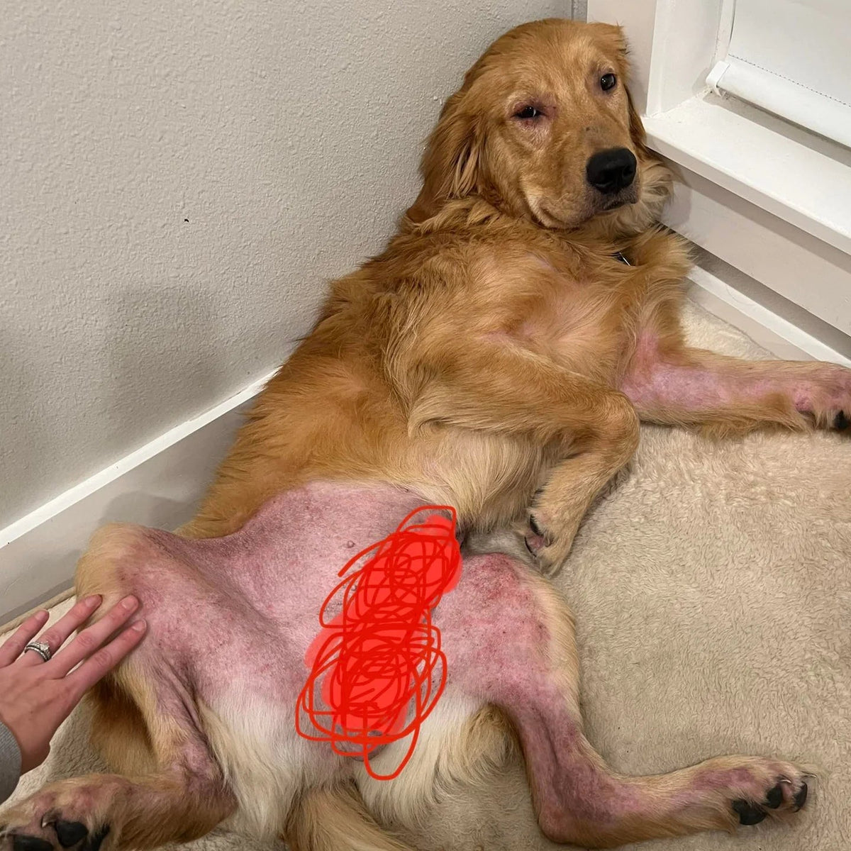 Dog skin issues