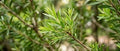 Olio di Tea Tree